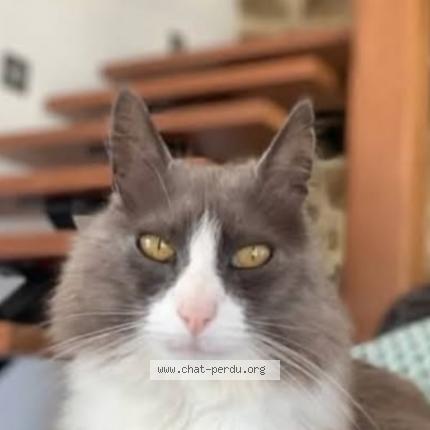 Foto 1/1 Socquette Chat perdido en Merlevenez