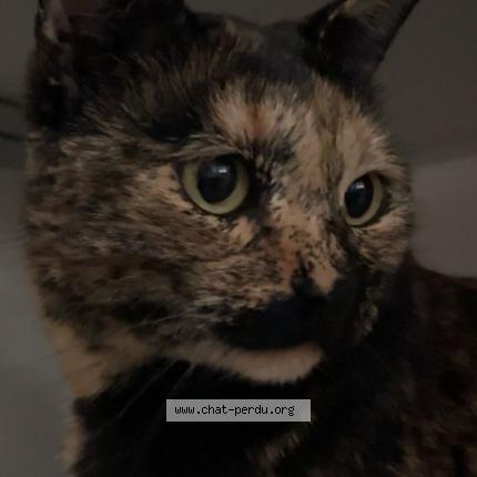 Foto 1/1 Zina Chat perdido en Clermont ferrand