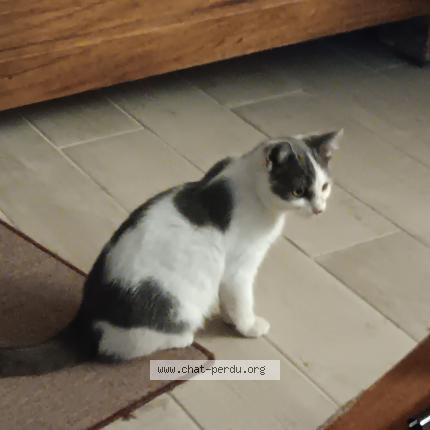 Foto 1/1 NALA Chat perdido en Montagnac