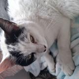 Foto del gato perdido en Ivry La Bataille