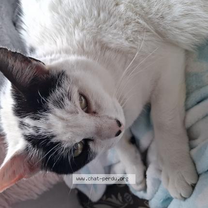 Foto 1/1 Bibou Chat perdido en Ivry la bataille