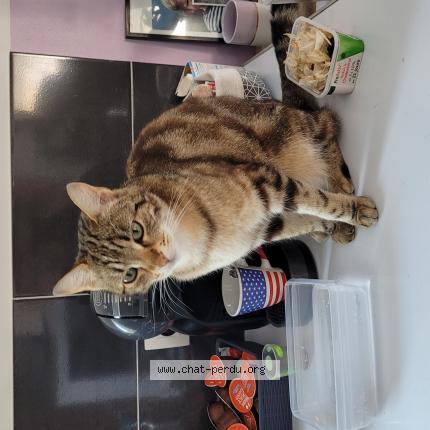 Foto 1/1 Tsuki Chat perdido en Gaillac