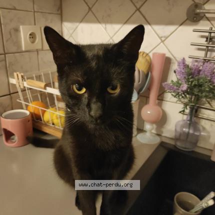Foto 1/1 Mimi Chat perdido en Anzin