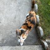 Foto de gato encontrado en Roost Warendin