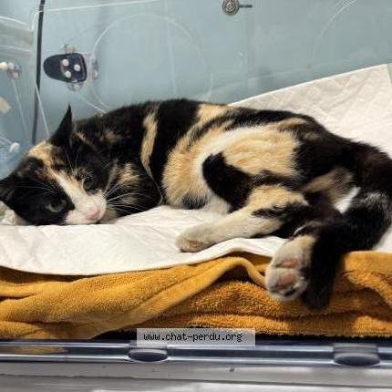 Foto 1/2 Gato encontrado Encontrado en Roche