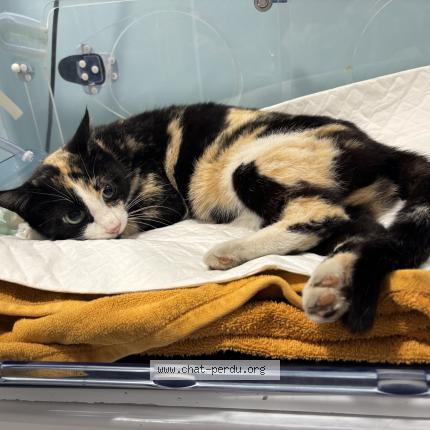 Foto 2/2 Gato encontrado Encontrado en Roche