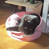 Foto del gato perdido en Fontainebleau