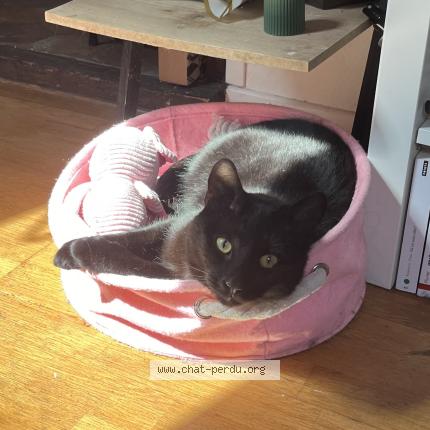 Foto 1/1 Obams Chat perdido en Fontainebleau