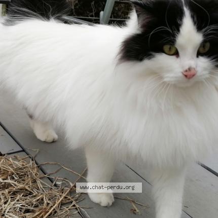 Foto 1/2 Pépita Chat perdido en St legier la chiesaz