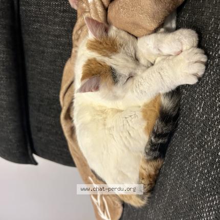 Foto 1/1 Vanille Chat perdido en Olemps