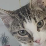 Foto del gato perdido en Louhans