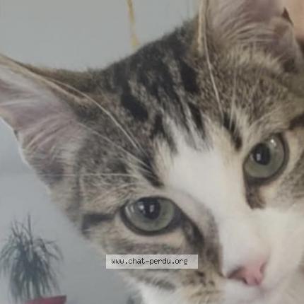 Foto 1/1 Nala Chat perdido en Louhans
