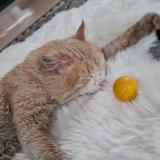 Foto del gato perdido en Perpignan