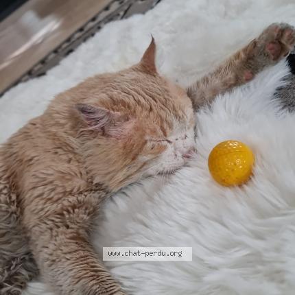 Foto 1/1 Bébé Chat perdido en Perpignan