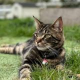 Foto del gato perdido en Fourges