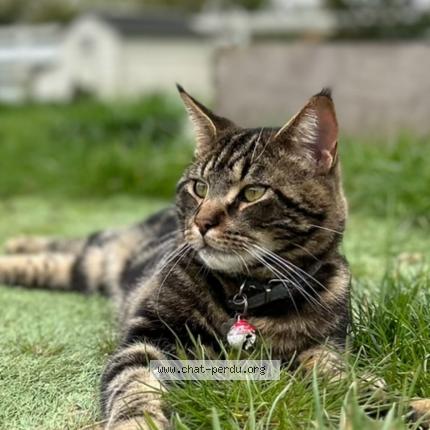 Foto 1/1 Marley Chat perdido en Fourges