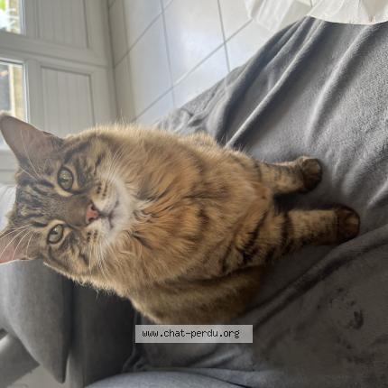 Foto 1/1 Mango Chat perdido en Villefranche d allier