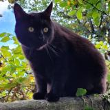 Foto del gato perdido en Arvert