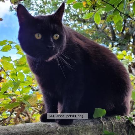 Foto 1/1 Zizou Chat perdido en Arvert