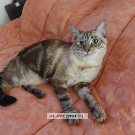 Foto 1/1 Cookie Chat perdido en Vienne