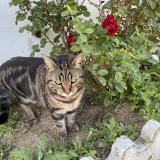 Foto del gato perdido en Peage De Roussillon