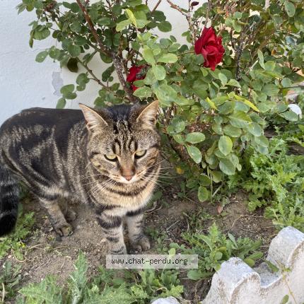 Foto 1/1 Mufasa Chat perdido en Peage de roussillon