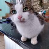 Foto del gato perdido en Combourg