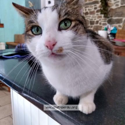 Foto 1/1 Smudge Chat perdido en Combourg