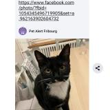 Foto del gato perdido en Fribourg