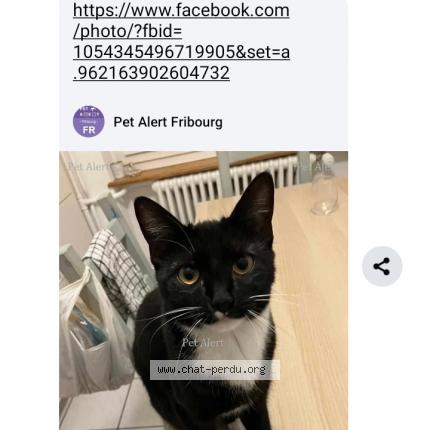 Foto 1/1 Suchi Chat perdido en Fribourg