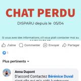 Foto del gato perdido en Porcieu Amblagnieu