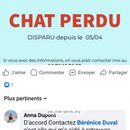 Foto 1/1 Mimine Chat perdido en Porcieu amblagnieu