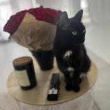 Foto del gato perdido en Villeurbanne Lyon