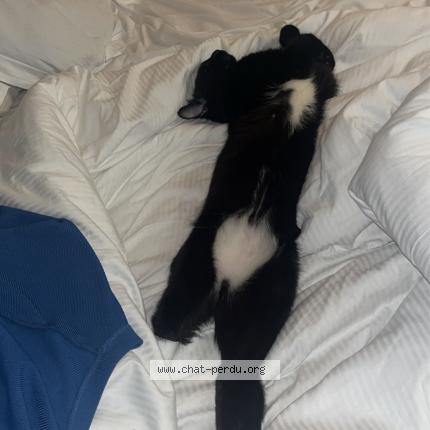 Foto 2/5 Minou Chat perdido en Villeurbanne lyon