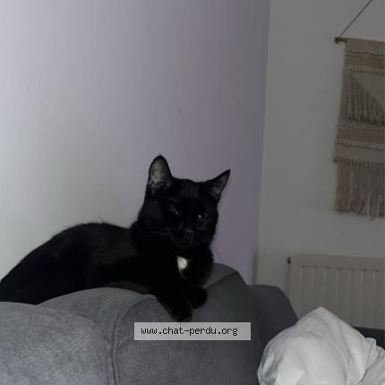 Foto 4/5 Minou Chat perdido en Villeurbanne lyon