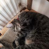 Foto del gato perdido en Plan De Cuques