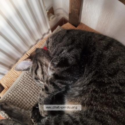 Foto 1/1 Agatte Chat perdido en Plan de cuques