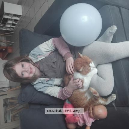 Foto 1/1 SYMBA Chat perdido en Arzal