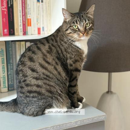 Foto 1/1 Angèle Chat perdido en Rochefort