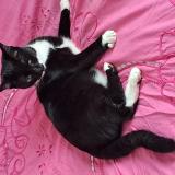 Foto del gato perdido en Cannes La Bocca