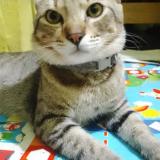 Foto de un gato reunido en Quezon City