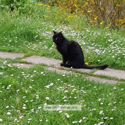 Foto 1/1 Marcel Chat perdido en Cahors
