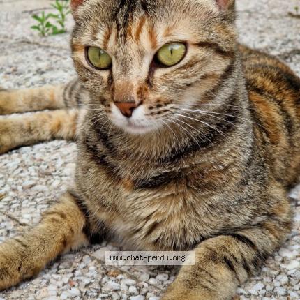 Foto 1/1 Ecko Chat perdido en La croix en touraine