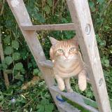 Foto del gato perdido en St Jammes