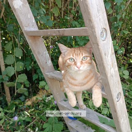 Foto 1/1 Timy Chat perdido en St jammes
