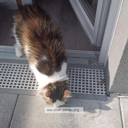 Foto 1/1 Gato encontrado Perdido en Champs sur marne