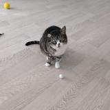 Foto del gato perdido en Rillieux