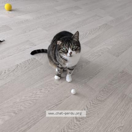 Foto 1/1 Zyna Chat perdido en Rillieux