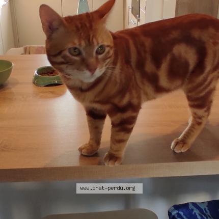 Foto 1/1 Gato encontrado Encontrado en Epinay sur orge