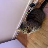 Foto del gato perdido en Marquette Lez Lille